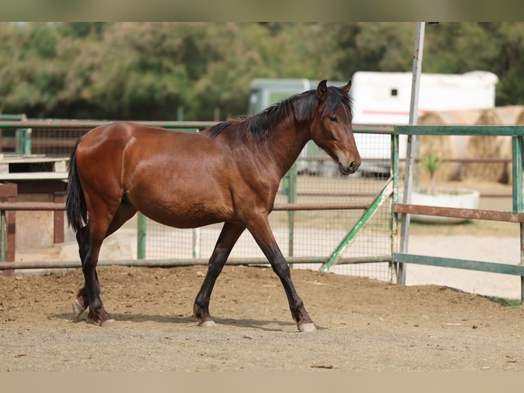 PRE Mix Hengst 2 Jaar 150 cm Bruin in Speyer