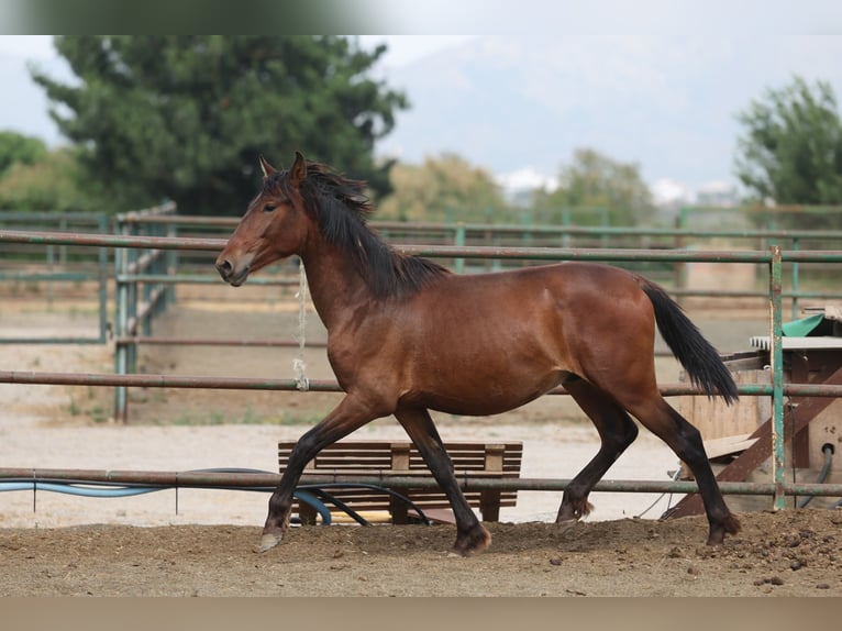 PRE Mix Hengst 2 Jaar 150 cm Bruin in Speyer