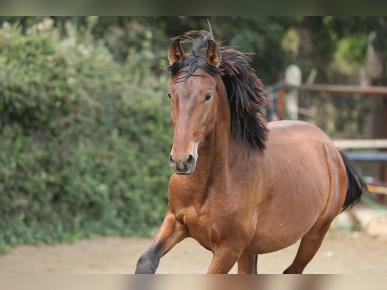 PRE Mix Hengst 2 Jaar 150 cm Bruin in Speyer