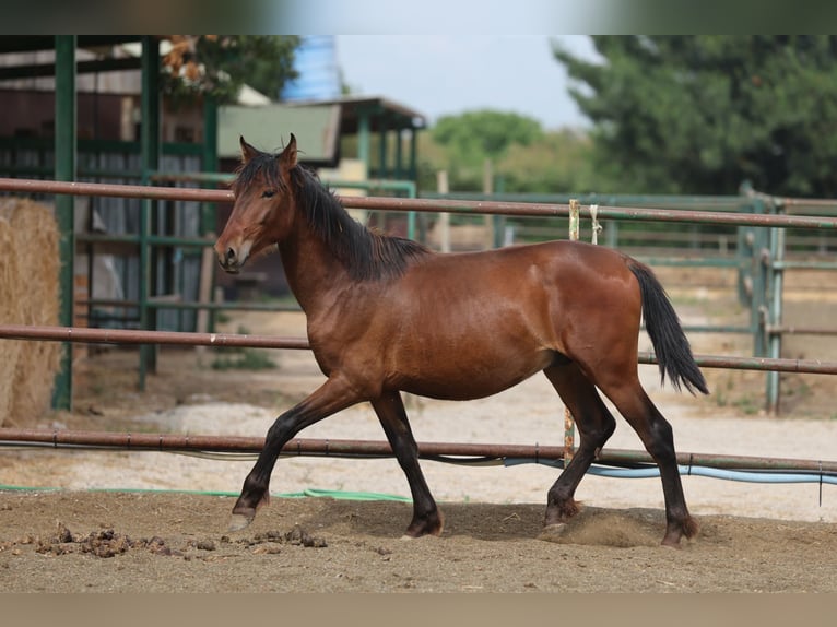 PRE Mix Hengst 2 Jaar 150 cm Bruin in Speyer