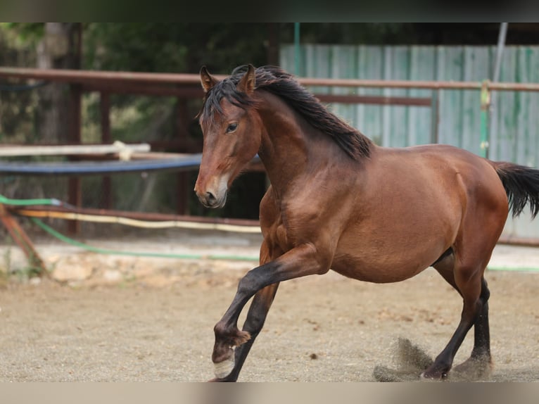PRE Mix Hengst 2 Jaar 150 cm Bruin in Speyer