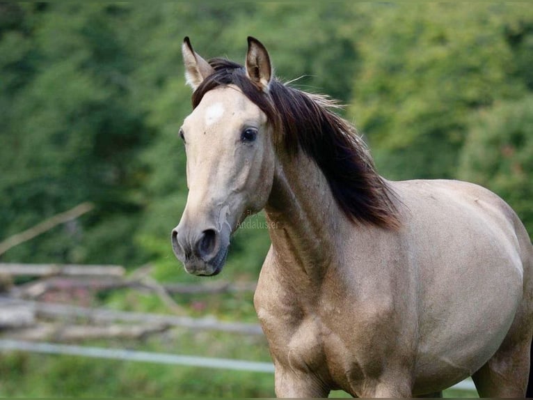 PRE Hengst 2 Jaar 150 cm Falbe in klagenfurt