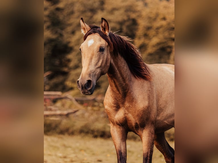 PRE Hengst 2 Jaar 151 cm Buckskin in Klagenfurt,11.Bez.:St. Ruprecht