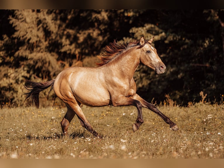 PRE Hengst 2 Jaar 151 cm Buckskin in Klagenfurt,11.Bez.:St. Ruprecht