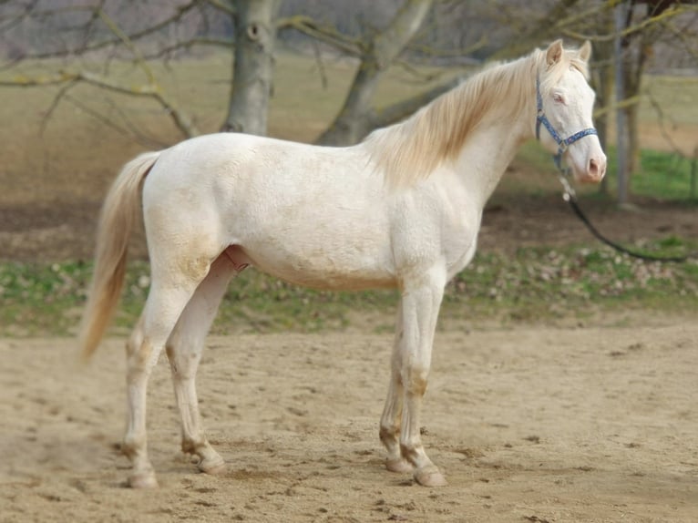 PRE Mix Hengst 2 Jaar 151 cm Perlino in Visz