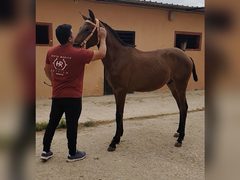 PRE Hengst 2 Jaar 152 cm Bruin in Pedralba
