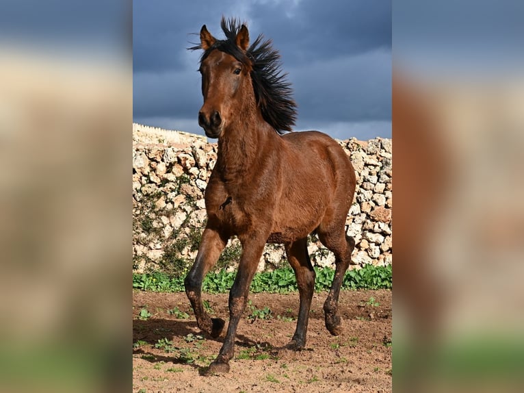 PRE Hengst 2 Jaar 152 cm Bruin in Menorca