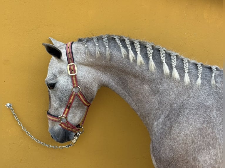PRE Mix Hengst 2 Jaar 152 cm Schimmel in Ciudad Rodrigo