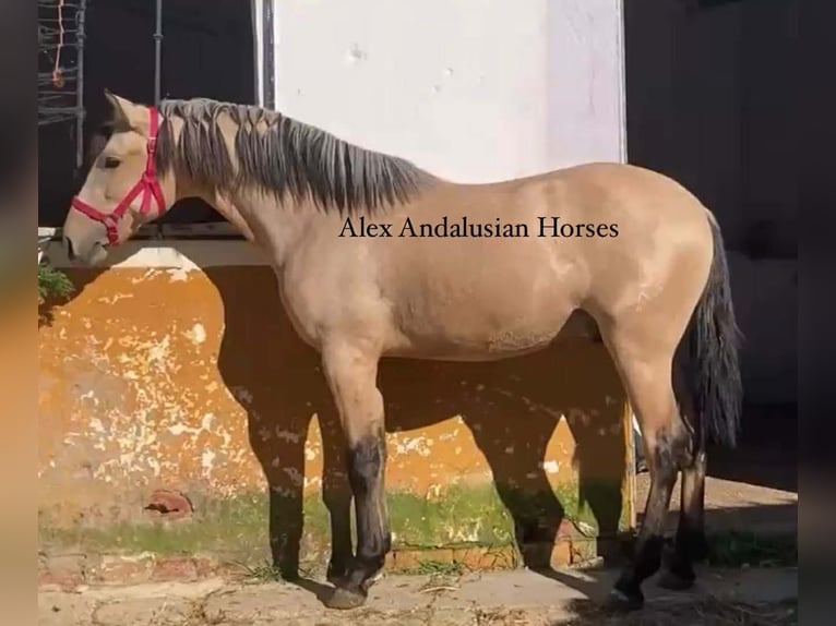 PRE Mix Hengst 2 Jaar 153 cm Buckskin in Sevilla