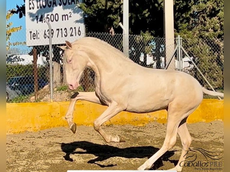 PRE Hengst 2 Jaar 153 cm Cremello in Barcelona