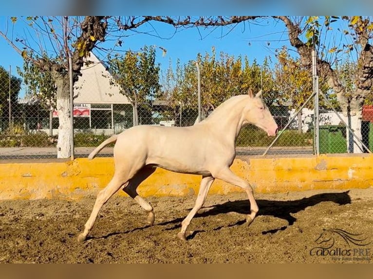 PRE Hengst 2 Jaar 153 cm Cremello in Barcelona