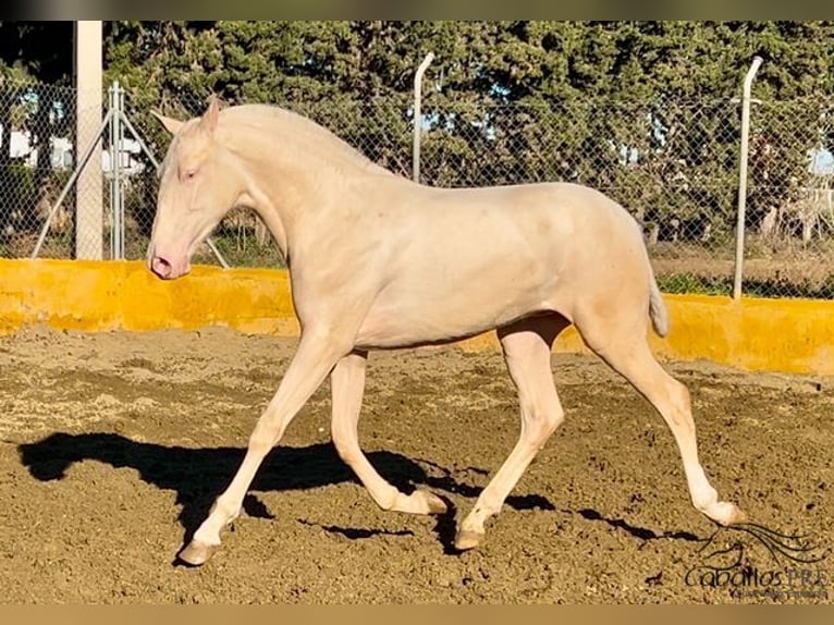 PRE Hengst 2 Jaar 153 cm Cremello in Barcelona