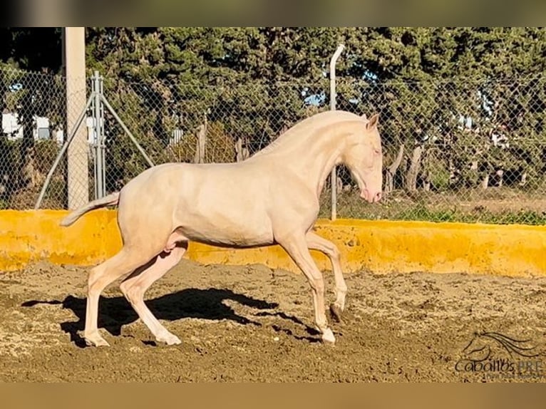 PRE Hengst 2 Jaar 153 cm Cremello in Barcelona