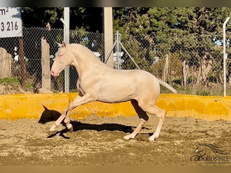 PRE Hengst 2 Jaar 153 cm Cremello in Barcelona