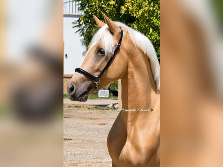 PRE Mix Hengst 2 Jaar 153 cm Palomino in Sevilla