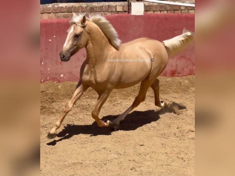 PRE Mix Hengst 2 Jaar 153 cm Palomino in Sevilla
