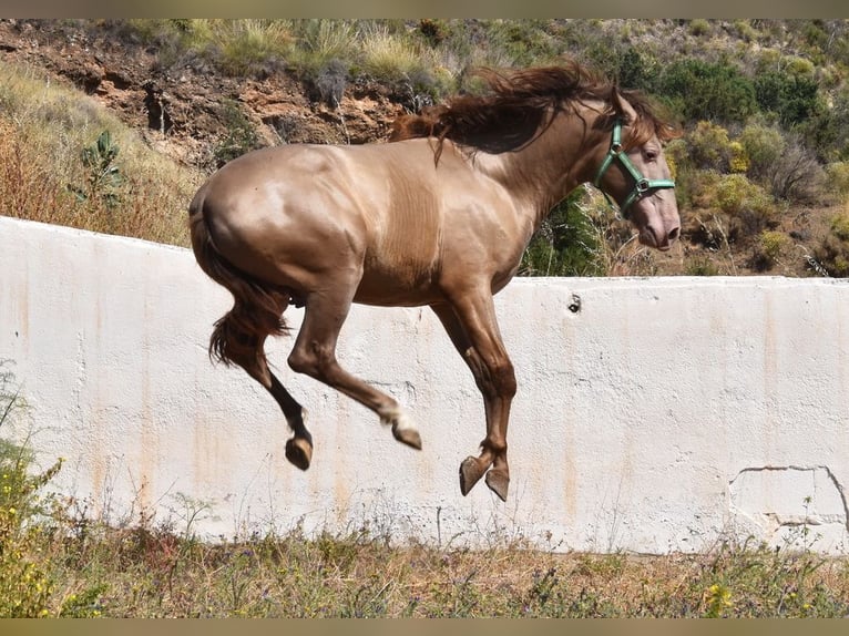 PRE Hengst 2 Jaar 153 cm Pearl in Provinz Malaga