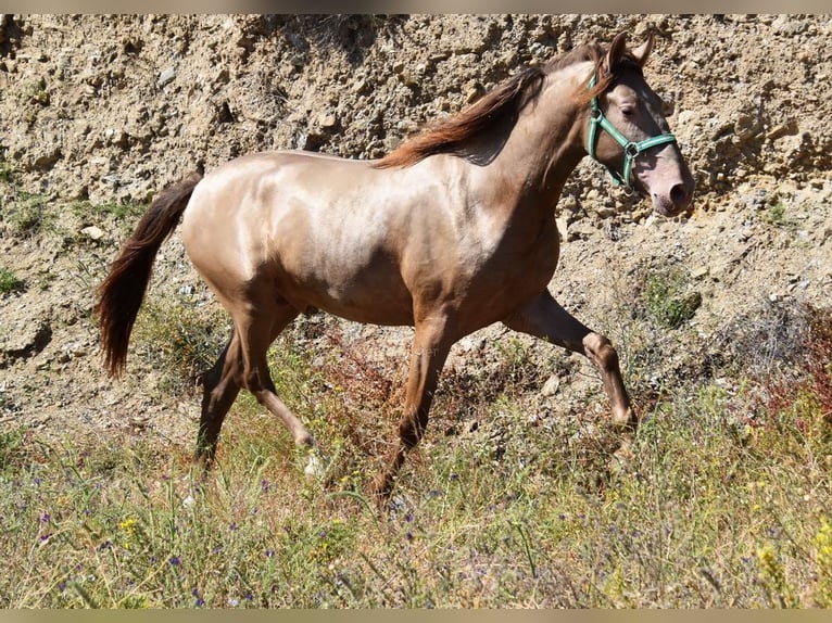 PRE Hengst 2 Jaar 153 cm Pearl in Provinz Malaga