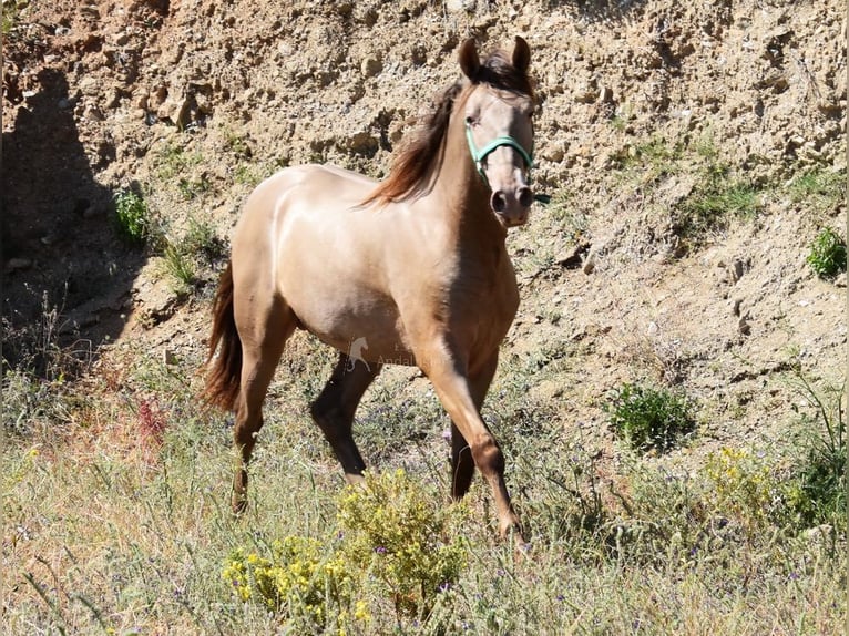 PRE Hengst 2 Jaar 153 cm Pearl in Provinz Malaga