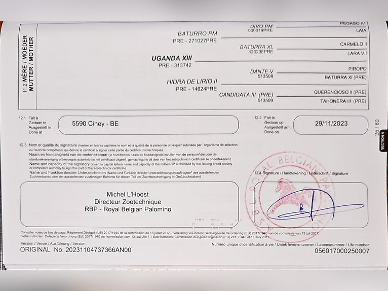 PRE Mix Hengst 2 Jaar 153 cm Perlino in Visz