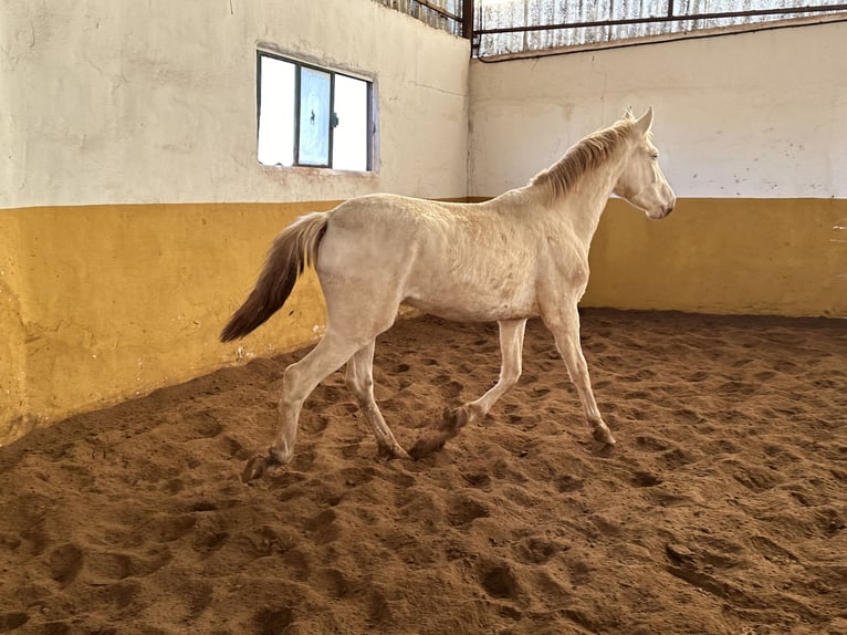 PRE Hengst 2 Jaar 154 cm Cremello in Valderrubio