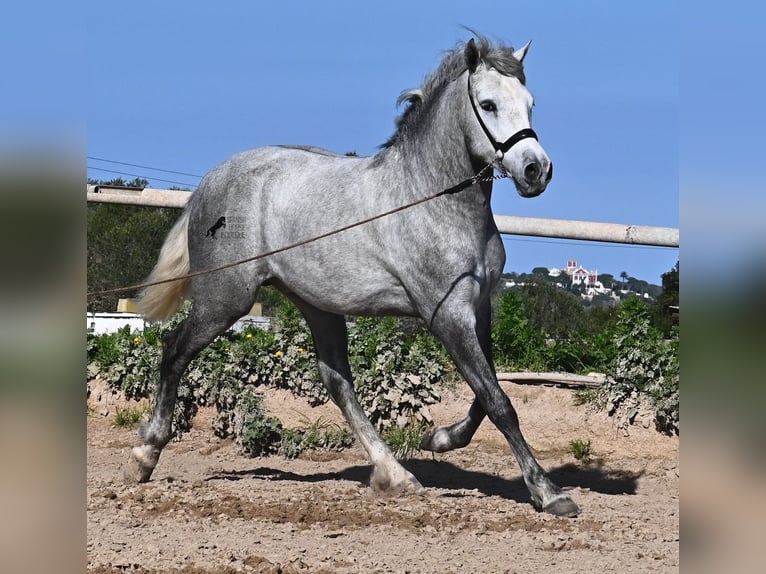 PRE Hengst 2 Jaar 154 cm Schimmel in Menorca