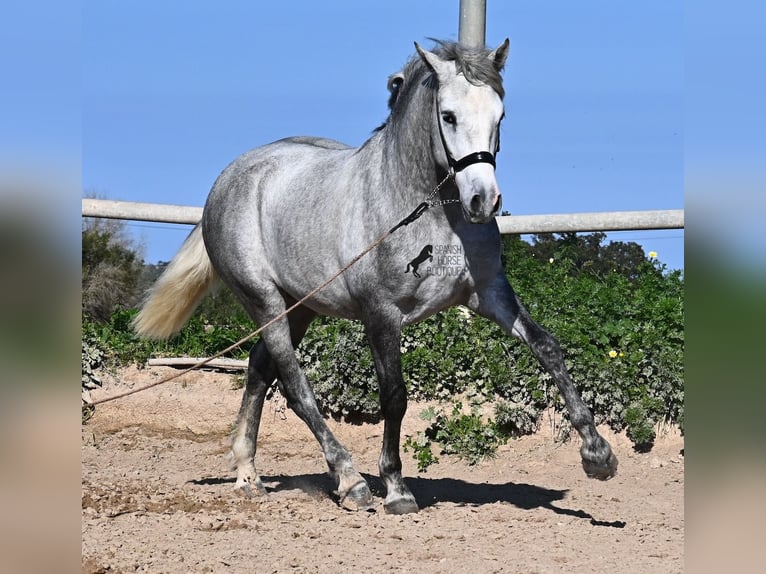 PRE Hengst 2 Jaar 154 cm Schimmel in Menorca