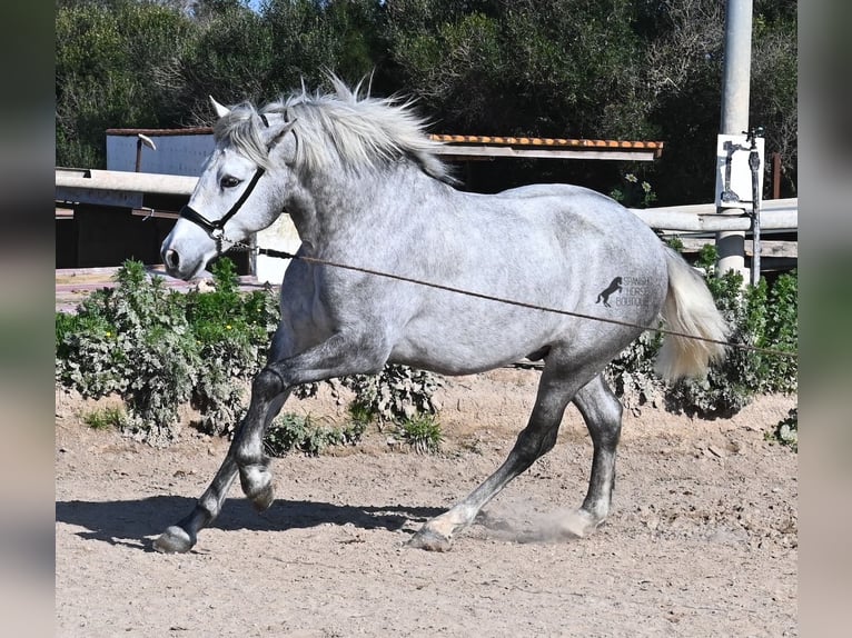 PRE Hengst 2 Jaar 154 cm Schimmel in Menorca