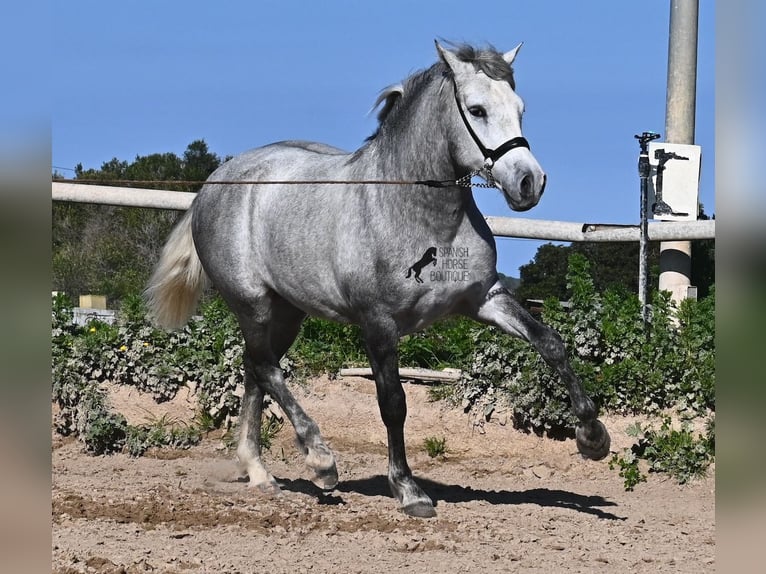 PRE Hengst 2 Jaar 154 cm Schimmel in Menorca