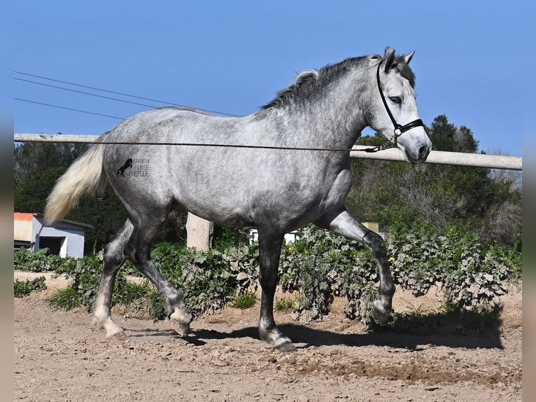 PRE Hengst 2 Jaar 154 cm Schimmel in Menorca