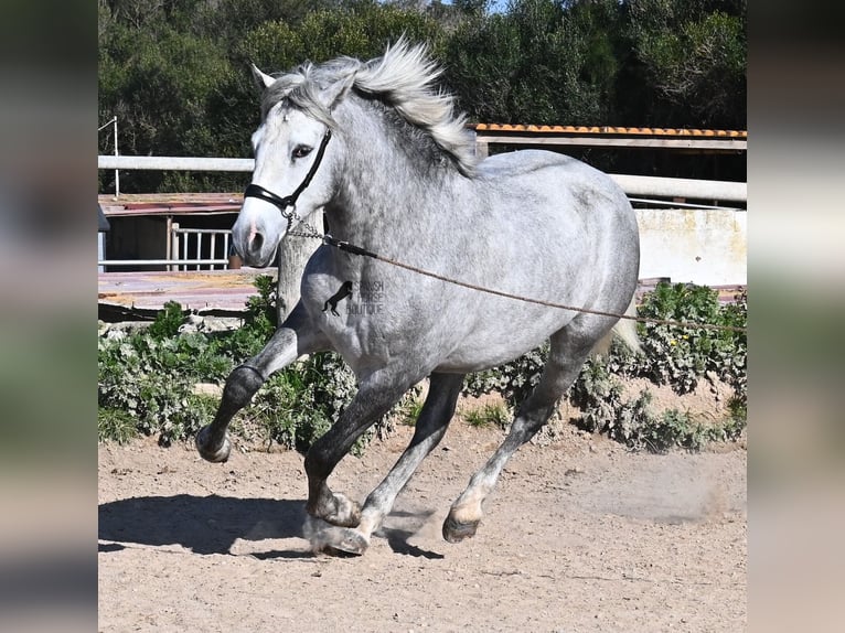 PRE Hengst 2 Jaar 154 cm Schimmel in Menorca