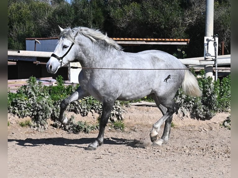 PRE Hengst 2 Jaar 154 cm Schimmel in Menorca