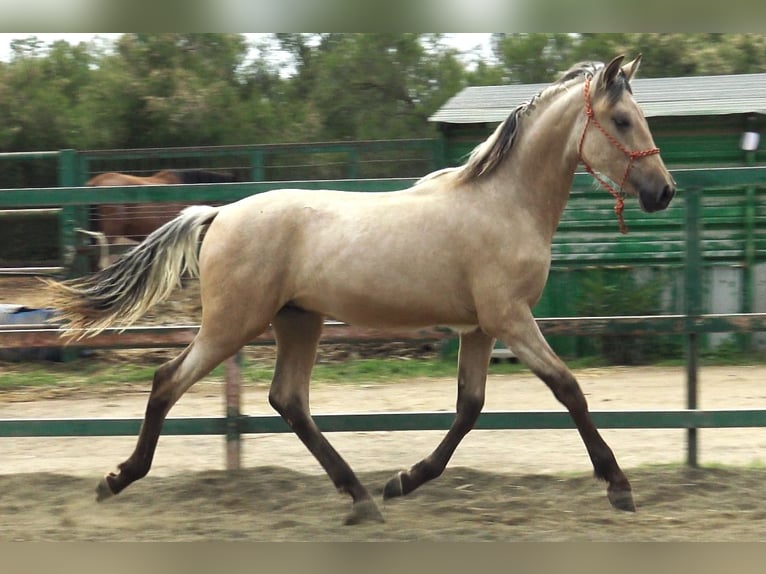 PRE Mix Hengst 2 Jaar 155 cm Falbe in Pedret i Marzá Cataluña