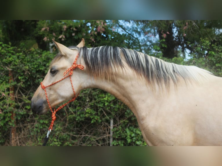 PRE Mix Hengst 2 Jaar 155 cm Falbe in Pedret i Marzá Cataluña