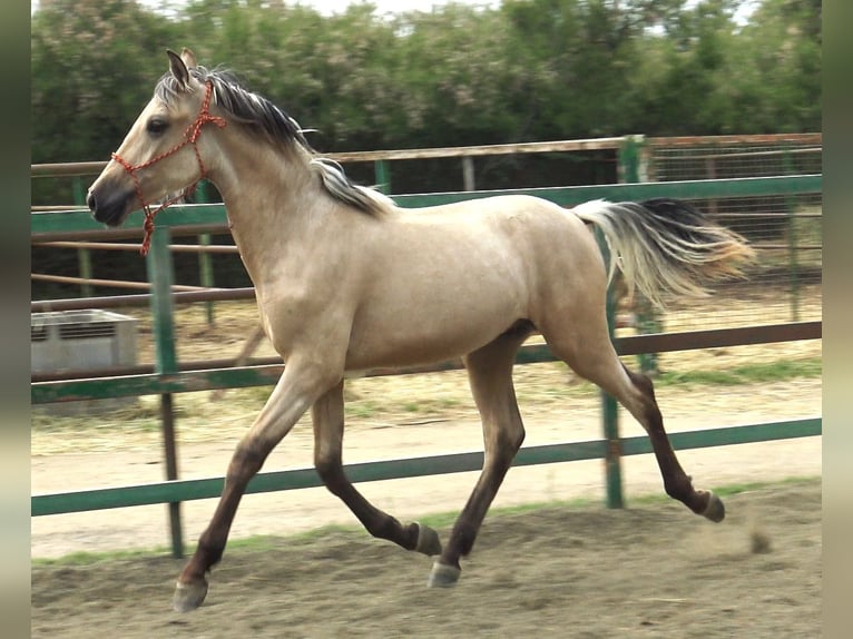 PRE Mix Hengst 2 Jaar 155 cm Falbe in Pedret i Marzá Cataluña