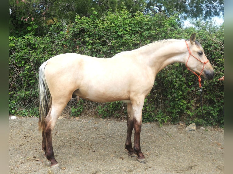 PRE Mix Hengst 2 Jaar 155 cm Falbe in Pedret i Marzá Cataluña