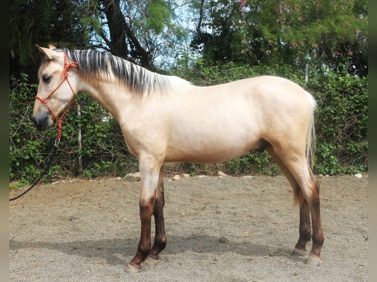 PRE Mix Hengst 2 Jaar 155 cm Falbe in Pedret i Marzá Cataluña