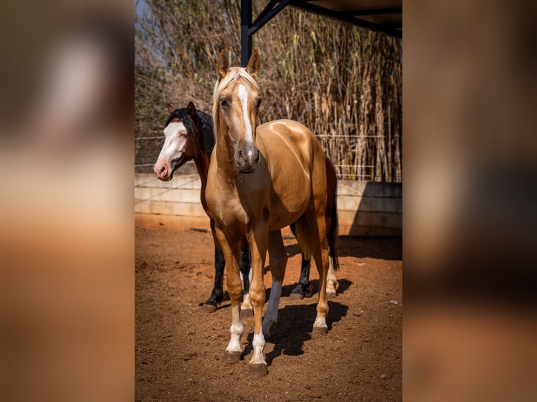 PRE Hengst 2 Jaar 155 cm Palomino in Rafelguaraf