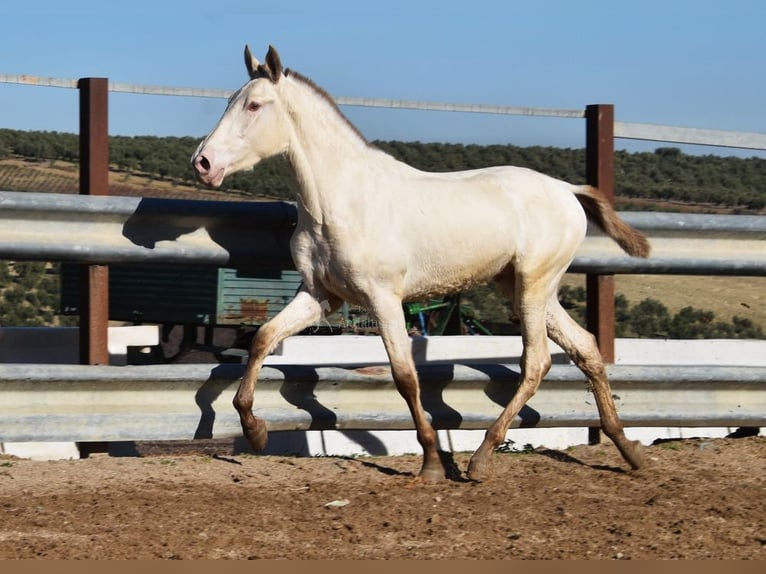 PRE Hengst 2 Jaar 155 cm Pearl in Miralvalles