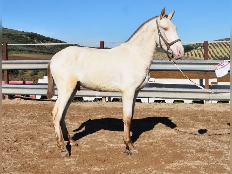 PRE Hengst 2 Jaar 155 cm Pearl in Miralvalles