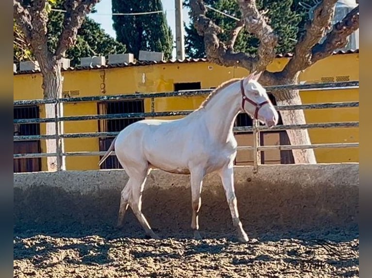 PRE Hengst 2 Jaar 155 cm Perlino in Barcelona