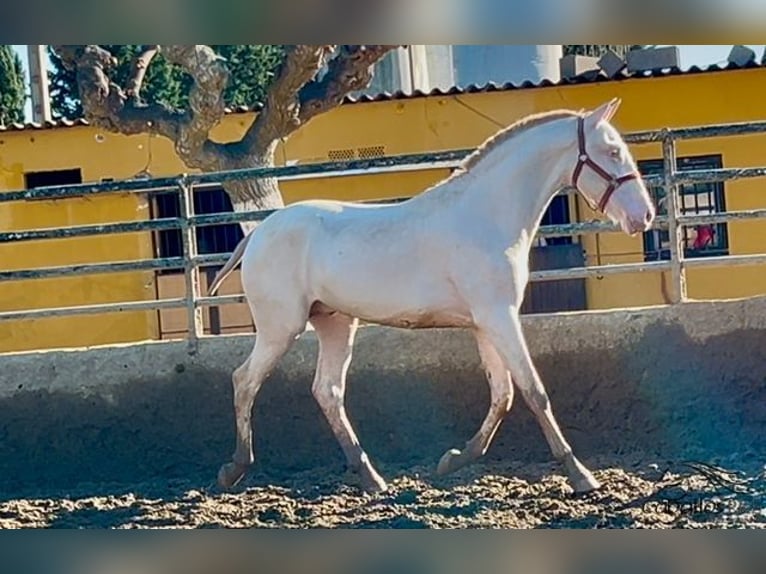 PRE Hengst 2 Jaar 155 cm Perlino in Barcelona