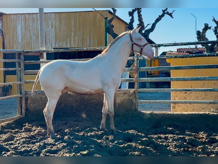 PRE Hengst 2 Jaar 155 cm Perlino in Barcelona