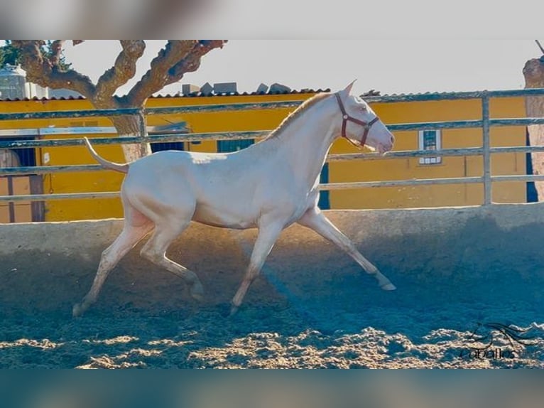 PRE Hengst 2 Jaar 155 cm Perlino in Barcelona