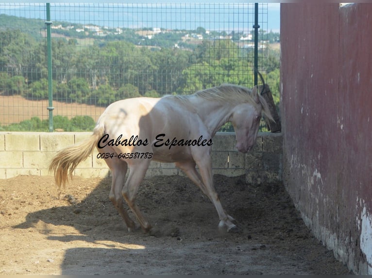 PRE Mix Hengst 2 Jaar 155 cm Perlino in Vejer de la Frontera