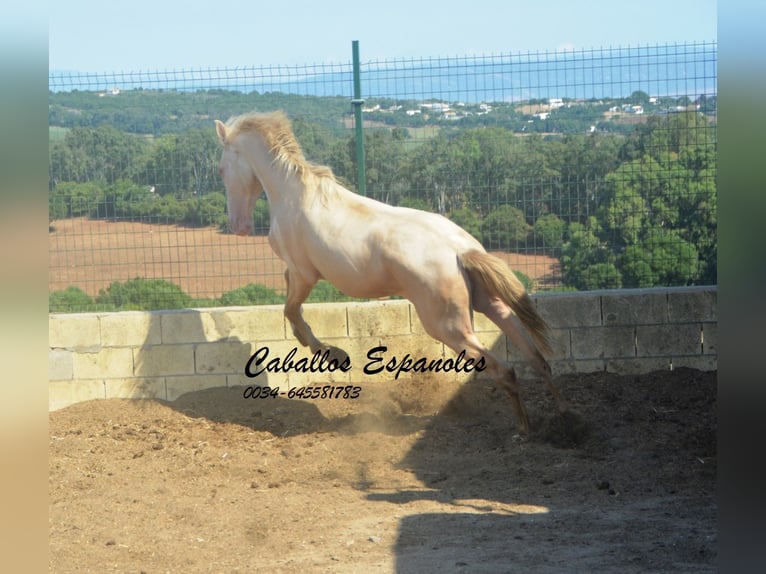 PRE Mix Hengst 2 Jaar 155 cm Perlino in Vejer de la Frontera