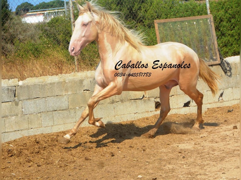 PRE Mix Hengst 2 Jaar 155 cm Perlino in Vejer de la Frontera