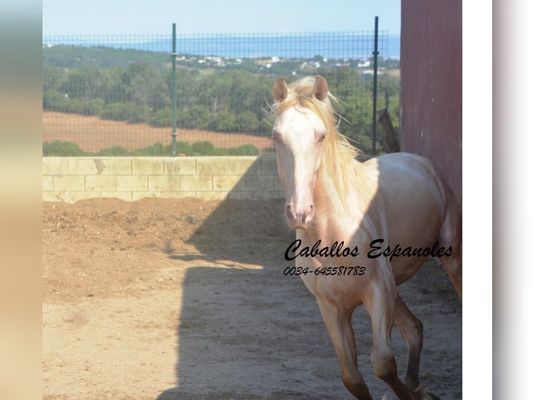 PRE Mix Hengst 2 Jaar 155 cm Perlino in Vejer de la Frontera