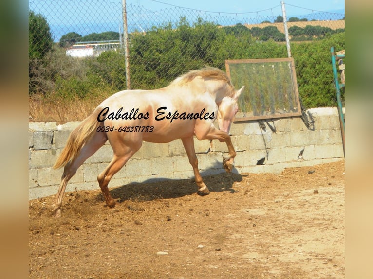 PRE Mix Hengst 2 Jaar 155 cm Perlino in Vejer de la Frontera