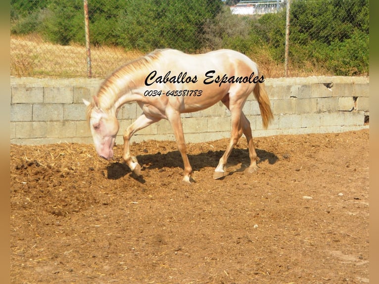 PRE Mix Hengst 2 Jaar 155 cm Perlino in Vejer de la Frontera